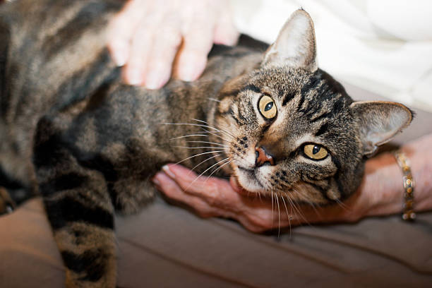 istock Brown tabby cat on senior woman's lap 178097092