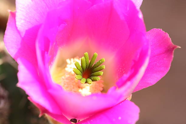 istock beautiful cactus flower, macro photography 178097104