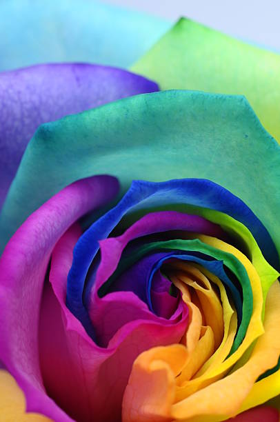 istock Close up of rainbow rose heart 178097226