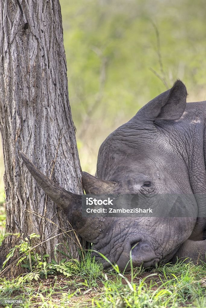 Śpiąca Nosorożce - Zbiór zdjęć royalty-free (Afryka)
