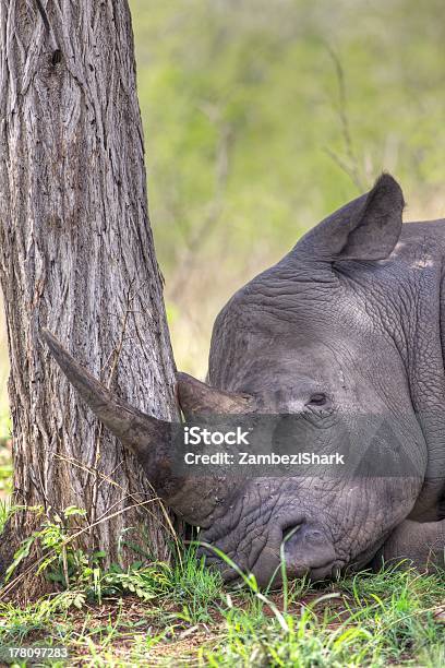 Śpiąca Nosorożce - zdjęcia stockowe i więcej obrazów Afryka - Afryka, Bez ludzi, Biały