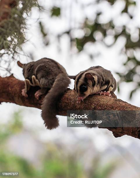 Foto de Pequeno Possum Ou Petaurodoaçúcar e mais fotos de stock de Animal - Animal, Boca Animal, Cabelo Grisalho