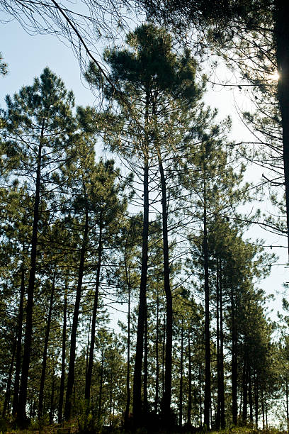 árvores de pinho - pine tree imagens e fotografias de stock