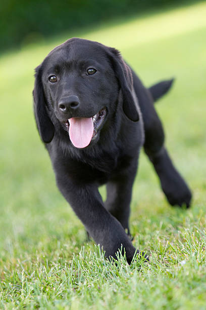 istock portrait of a labrador puppy 178097586