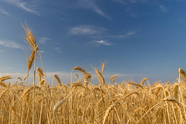 istock Wheat field against the blue sky 178097894