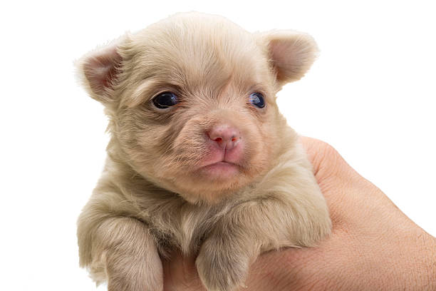 istock Chihuahua puppy 178097939