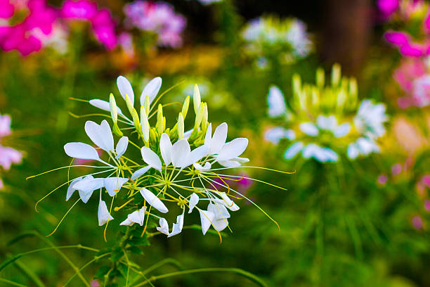 White little flower stock photo