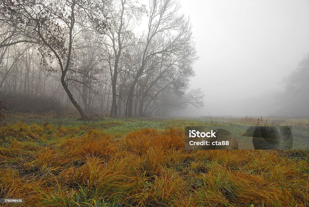 Du paysage dans la forêt. - Photo de Arbre libre de droits