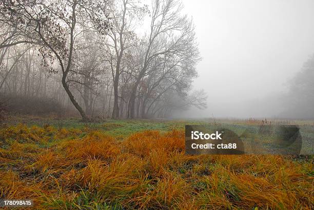 Photo libre de droit de Du Paysage Dans La Forêt banque d'images et plus d'images libres de droit de Arbre - Arbre, Automne, Bois