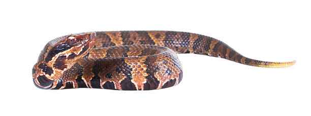 istock An aggressive snake  American Copperhead (Agkistrodon contortrix 178098519
