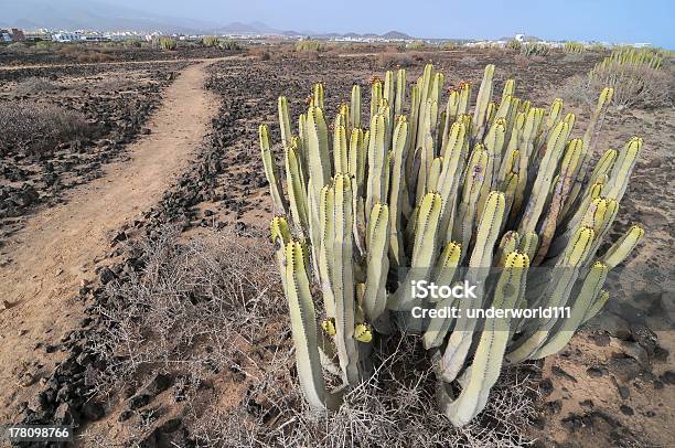 Kaktus W Pustyni - zdjęcia stockowe i więcej obrazów Bez ludzi - Bez ludzi, Bliskie zbliżenie, Botanika