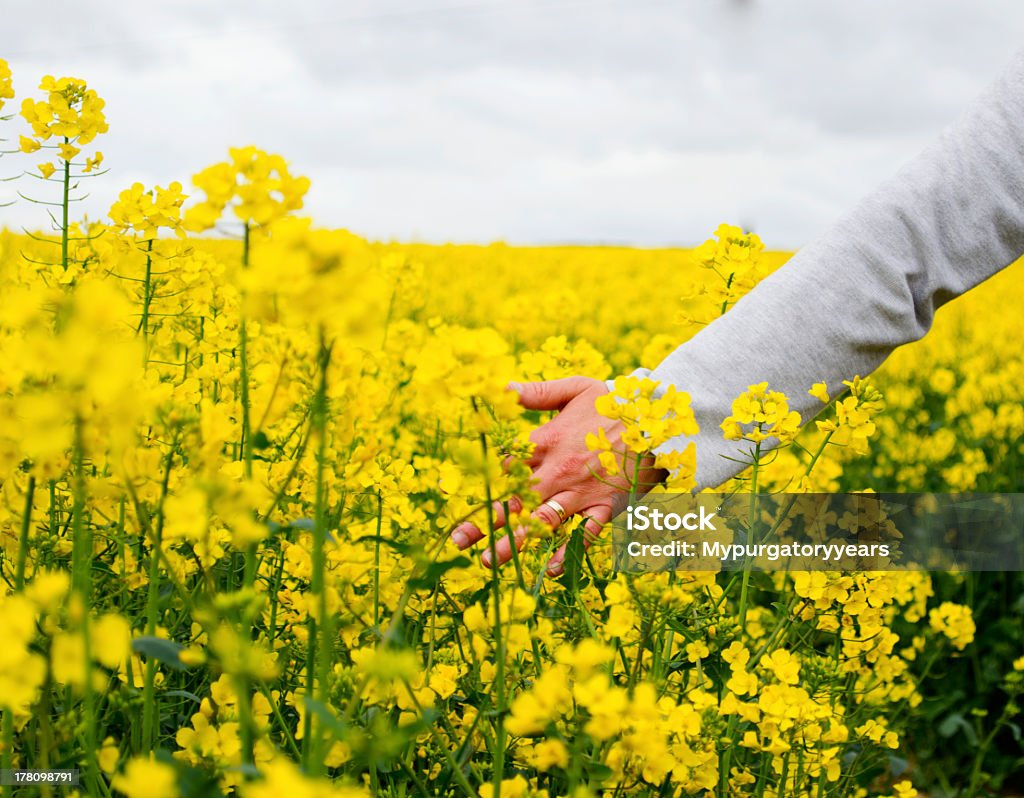 Mão em um campo de florescimento Sementes de nabo silvestre ou de colza - Royalty-free Pastar Foto de stock