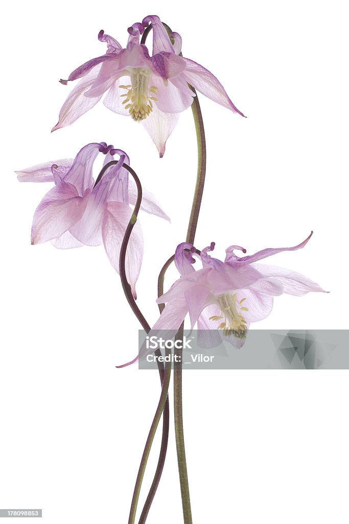 columbine Studio Shot of Pink Colored Columbine Flowers Isolated on White Background. Large Depth of Field (DOF). Macro. Beauty Stock Photo