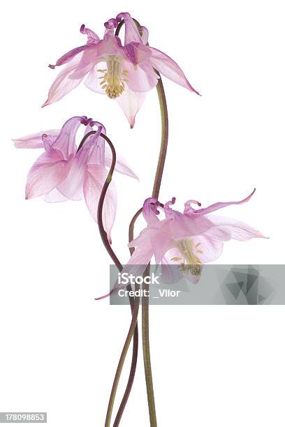 Columbine Stock Photo - Download Image Now - Beauty, Bunch of Flowers, Close-up