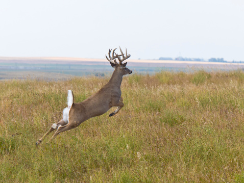 Large whitetail deer jumping in a field