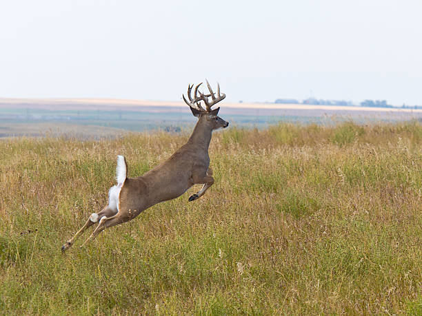 Jumping Deer Large whitetail deer jumping in a field white tail deer stock pictures, royalty-free photos & images