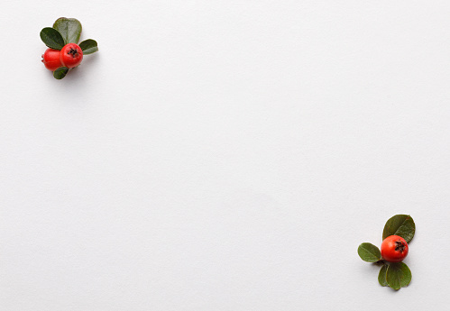 White  paper background with red berries and green leaves