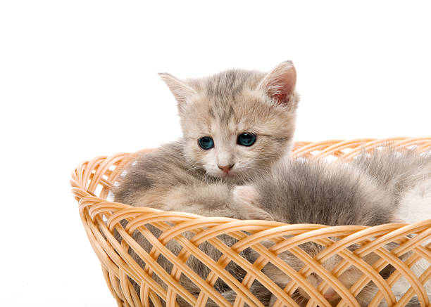 istock small cute kitten sitting in a basket, close-up 178099238