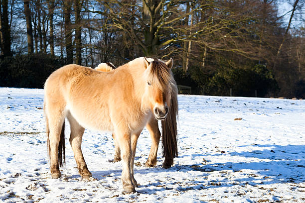 istock horse on winter pasture 178099525