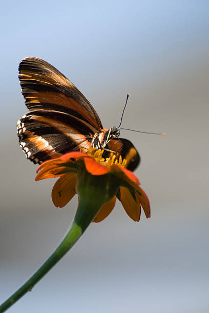 istock Tiger Swallowtail on orange flower 178099568