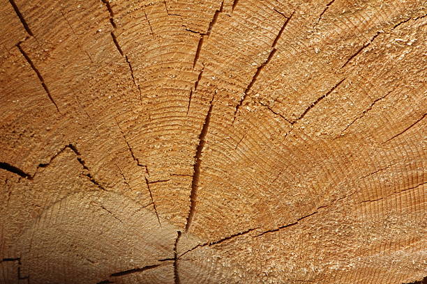 Tree rings are counted to determine the age of a tree.