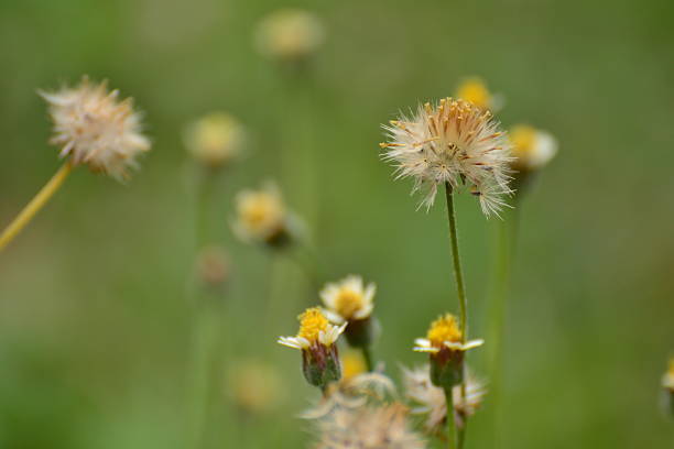 istock Tridax or Wild daisy flowers 178099814