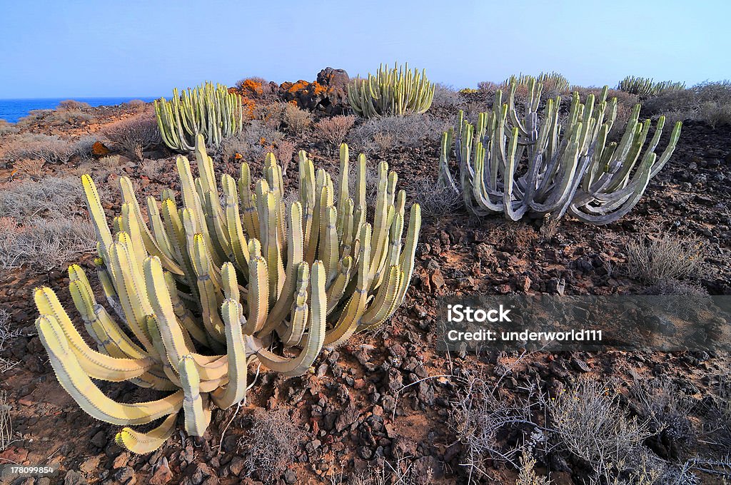 ジューシーなサボテン、砂漠の植物 - とげのロイヤリティフリーストックフ�ォト