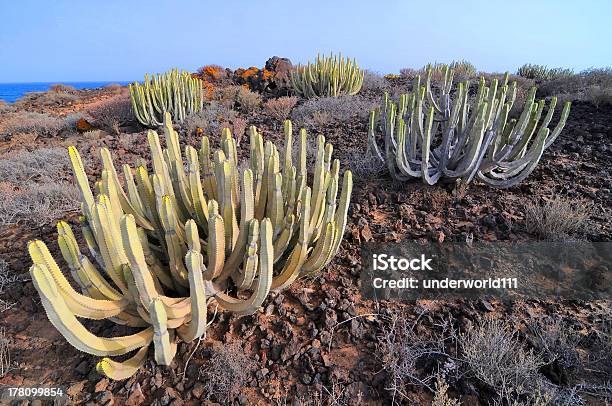 ジューシーなサボテン砂漠の植物 - とげのストックフォトや画像を多数ご用意 - とげ, とげのある, ガーデニング