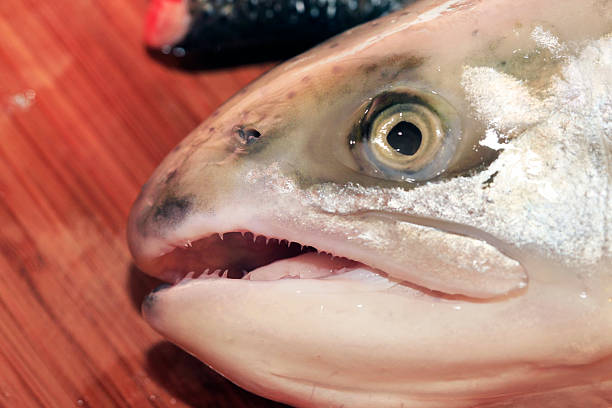 istock Head of a salmon 178100000