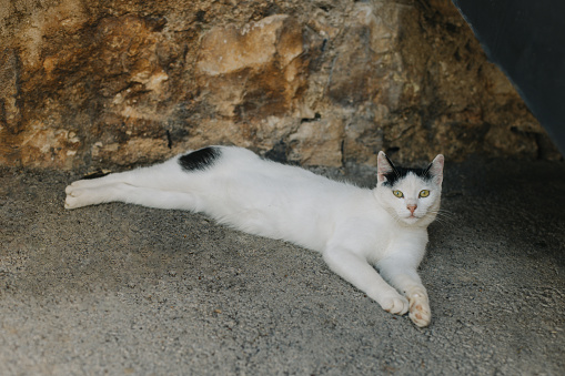 Cute white and black cat laying on a street of Supetar town, Croatia.