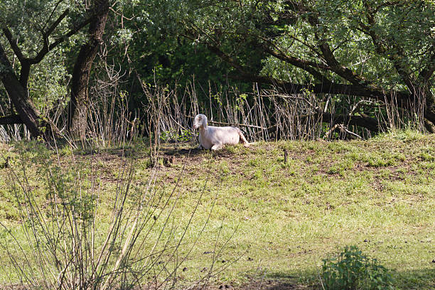 sheeps feasting в воспитательных среды - sheeps through time стоковые фото и изображения