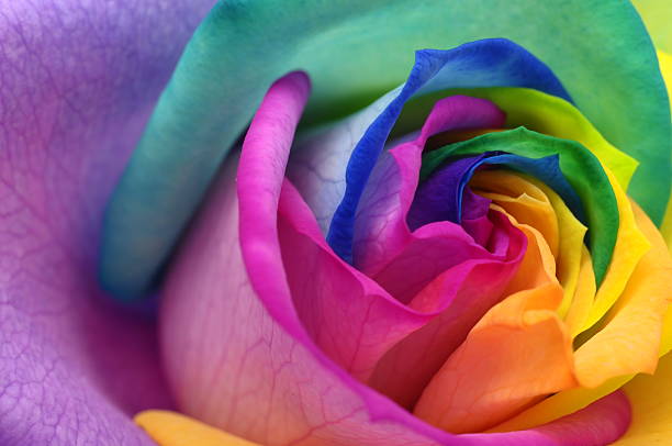 istock Close up of rainbow rose heart 178100378