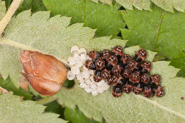 Newly hatched shieldbugs and eggs, high magnification
