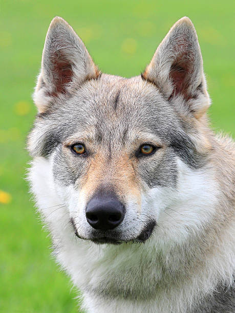 istock Portrait of Czechoslovakian Wolfdog 178101004