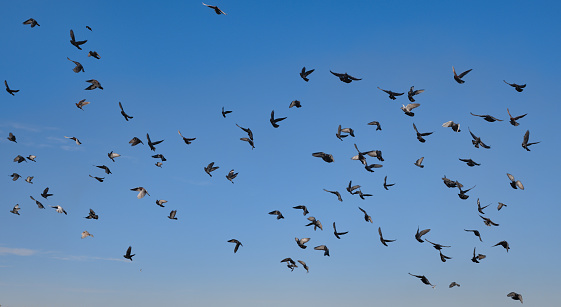 A flock of pigeons flying over the sea near the city beach