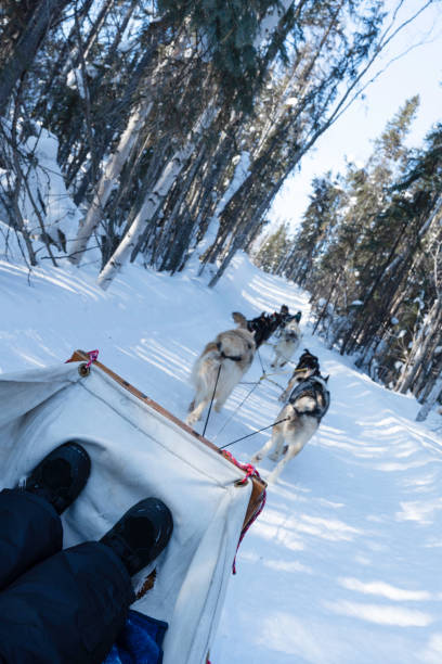istock Dogsledding in Yellowknife 1781010589