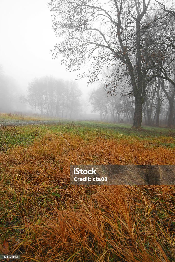 November scenery in the forest November scenery in the forest with morning fog and rusty grass Animal Markings Stock Photo
