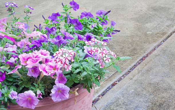 istock Outdoor Flower Pot 178101776
