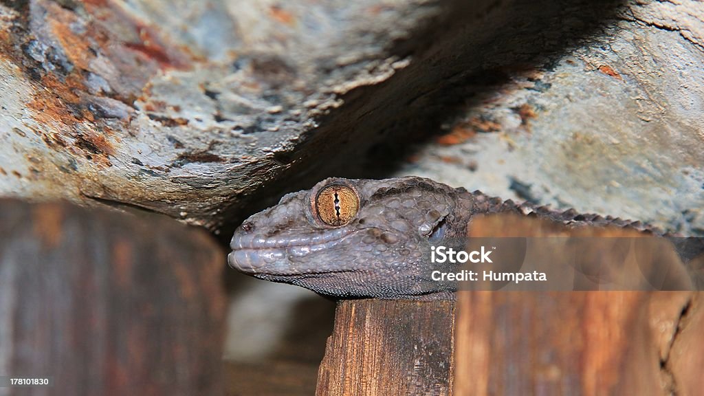 Gecko oeil d'or et rouille - Photo de Afrique libre de droits