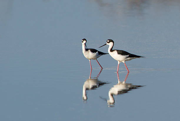 istock Two black-necked Stilts looking at each other 178101912