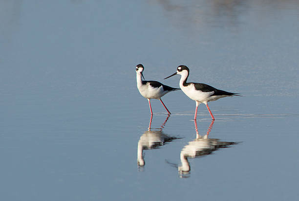 Two black-necked Stilts looking at each other stock photo