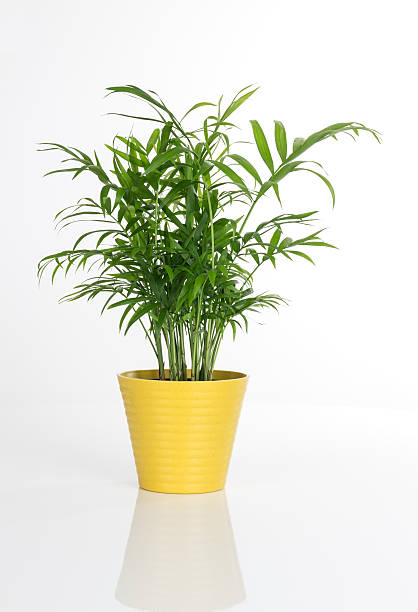 istock Beautiful plant in a yellow pot 178102020