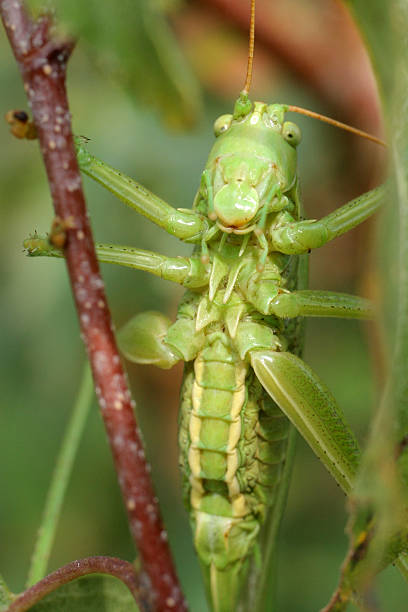 hidden grasshopper stock photo