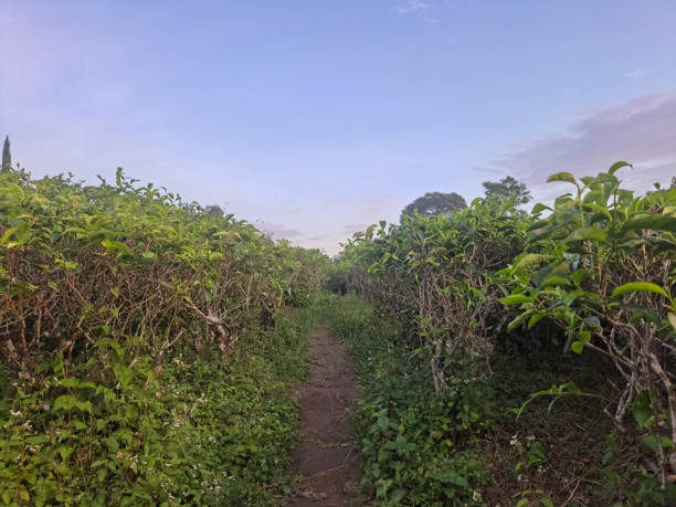 istock Green Tea Plantations In Garden With Blue Sky 1781024378