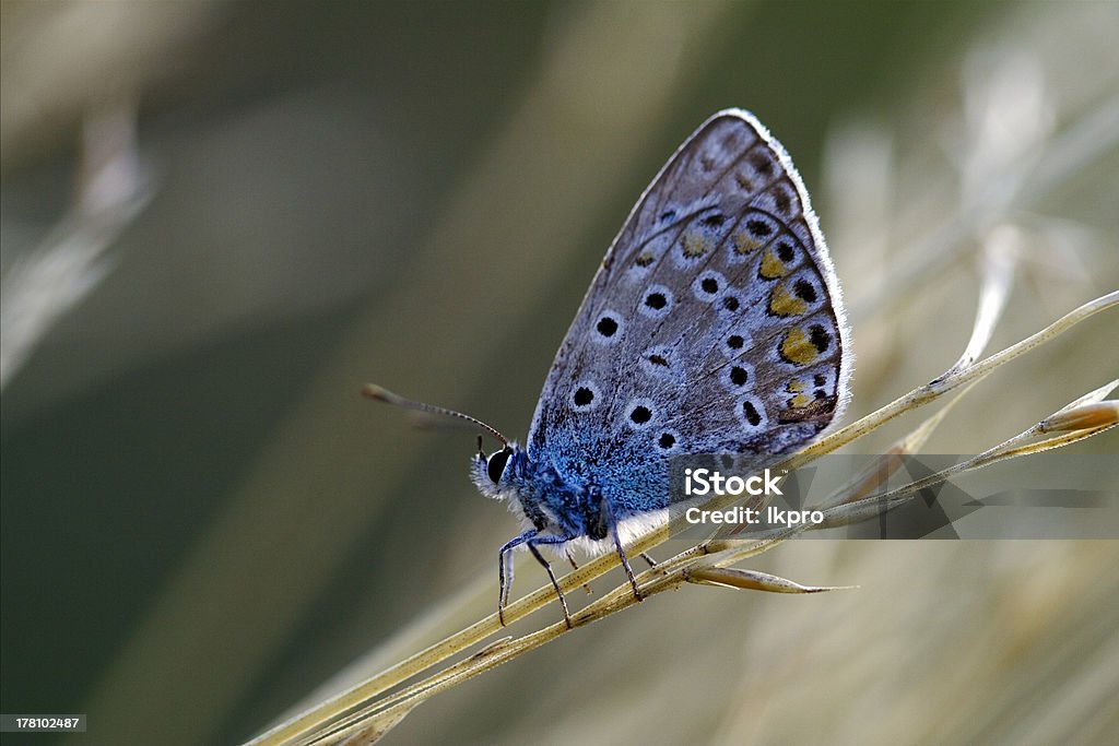 blue butterfly odpoczywać W Krzaku - Zbiór zdjęć royalty-free (Biały)