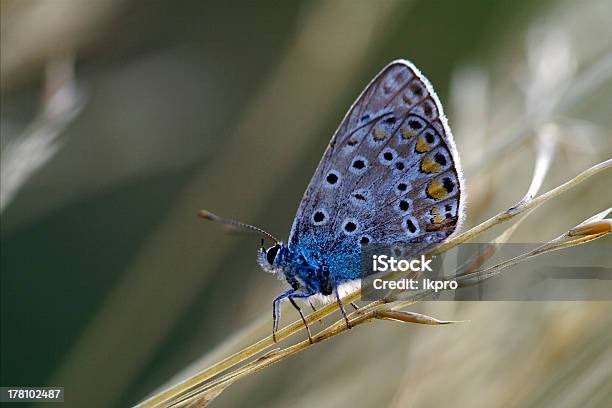 Blue Butterfly Odpoczywać W Krzaku - zdjęcia stockowe i więcej obrazów Biały - Biały, Bliskie zbliżenie, Brązowy