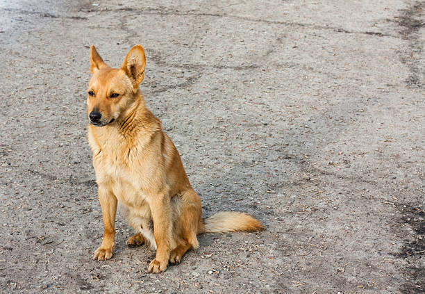 istock Red Dog Sitting On The Road 178102622