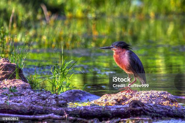 Green Heron In High Dynamic Range Hdr Butorides Virescens Vires Stock Photo - Download Image Now