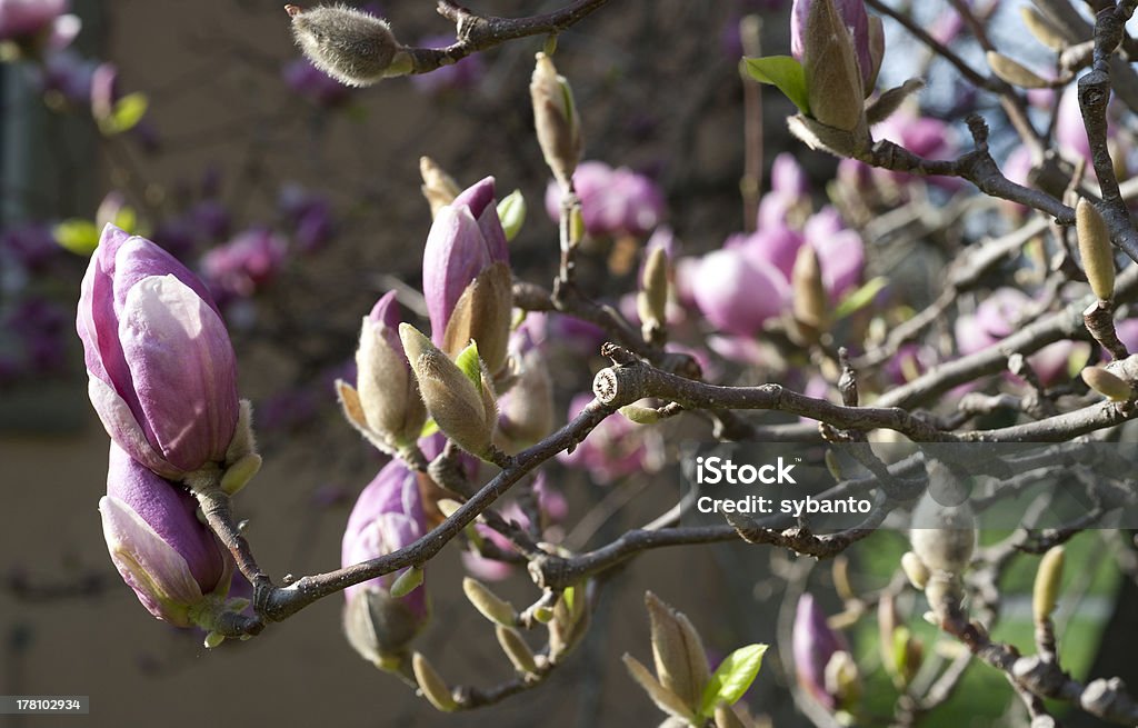 sprießende Magnolienknospen - Zbiór zdjęć royalty-free (Bez ludzi)