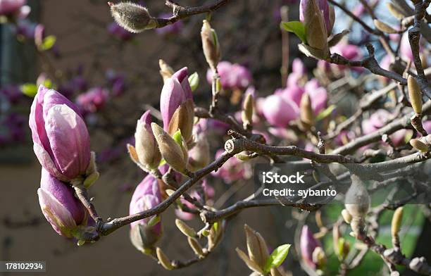 Sprießende Magnolienknospen - zdjęcia stockowe i więcej obrazów Bez ludzi - Bez ludzi, Czerwony, Drzewo